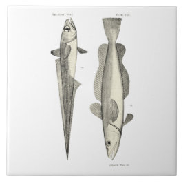 Peixes da ciência NZ do vintage - Hoki