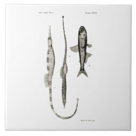 Peixes da ciência NZ do vintage - peixes da