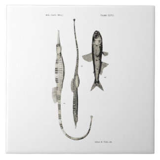 Peixes da ciência NZ do vintage - peixes da