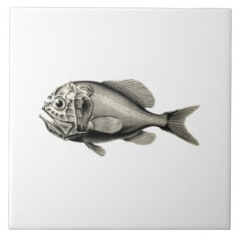 Peixes da ciência NZ do vintage - Roughy