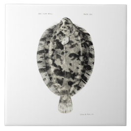 Peixes da ciência NZ do vintage - solha-limão