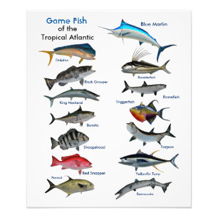 Peixes de Jogo do impressão de Fotos do Atlântico