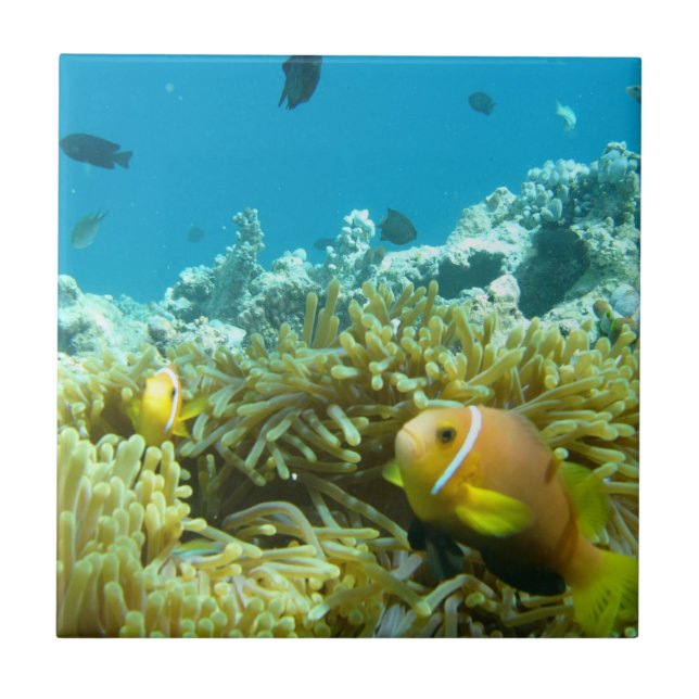 Peixes do aquário (Frente)