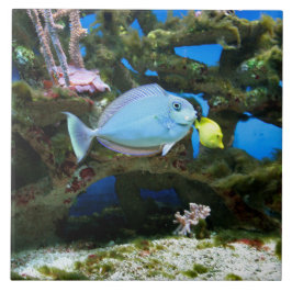 Peixes do azul do mar