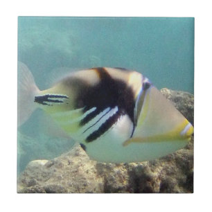 Peixes do estado de Havaí - Humuhumunukunukuapua'