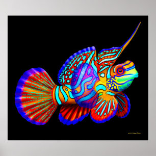 Peixes do mandarino no poster preto