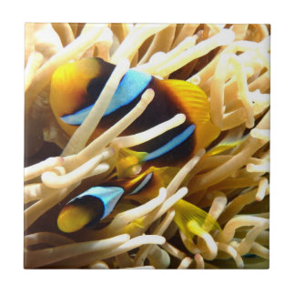 Peixes do palhaço
