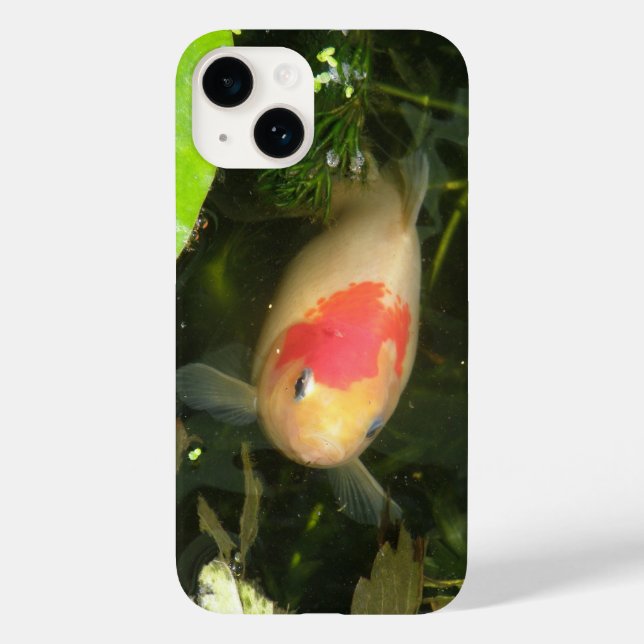 Peixes dourados (Verso)