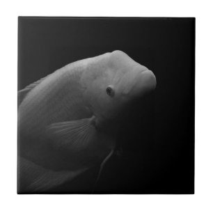 Peixes em Tanque - Foto de Arte Negra e Branca