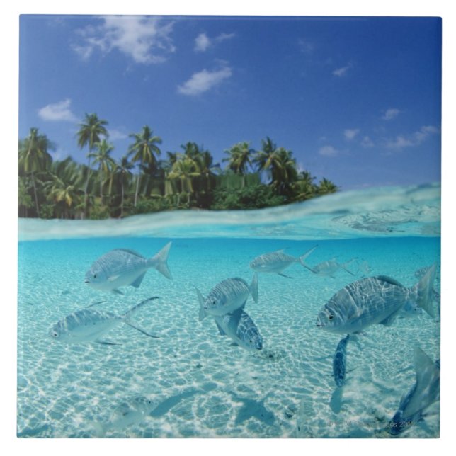 Peixes no mar (Frente)