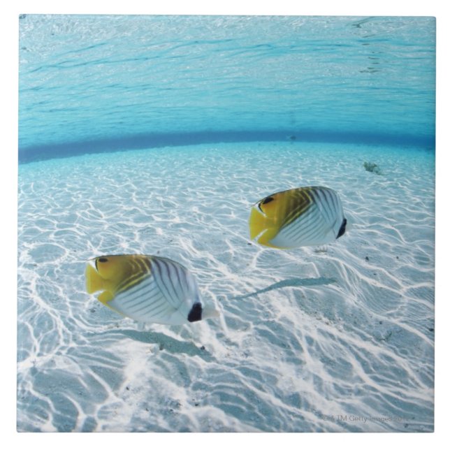 Peixes no mar 2 (Frente)