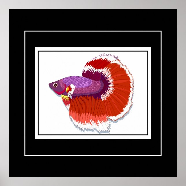 Peixes poster Tropicais (Frente)