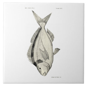 Peixes Tarakihi da ciência NZ do vintage