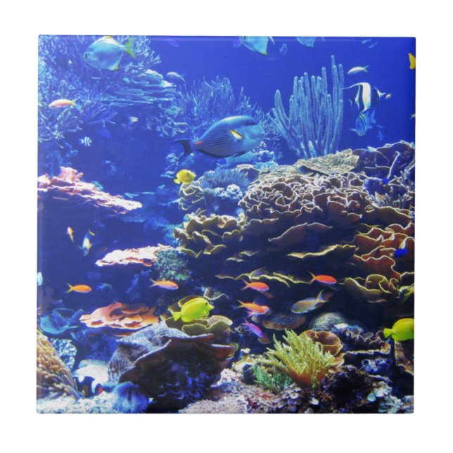 Peixes tropicais (Frente)