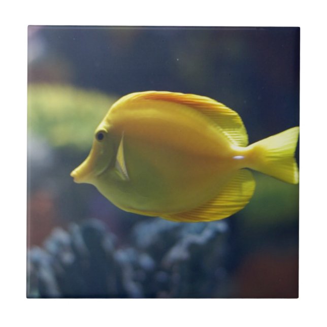 peixes tropicais (Frente)