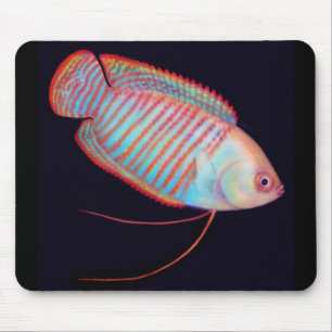 Peixes tropicais Mousepad do gurami do anão
