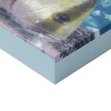 Peixes tropicais na canvas