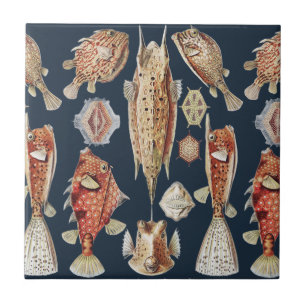 Peixes Tropicais Ostraciontes de Haeckel Arte da N