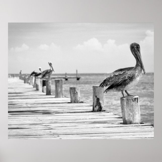 Pelanes Poster (Frente)