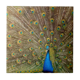 Pelas Caudas de Peacock
