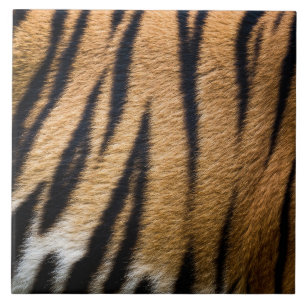 pele de tigre animal textura de pelo natureza list
