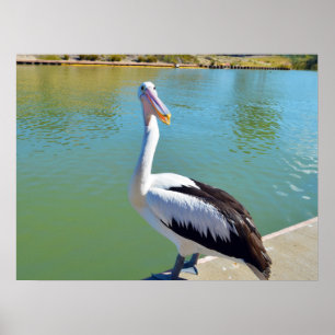Pelican Back Chat, Poster de Muro