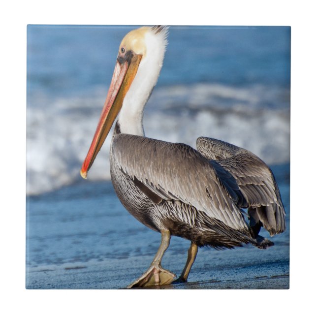 Pelican castanho (Frente)