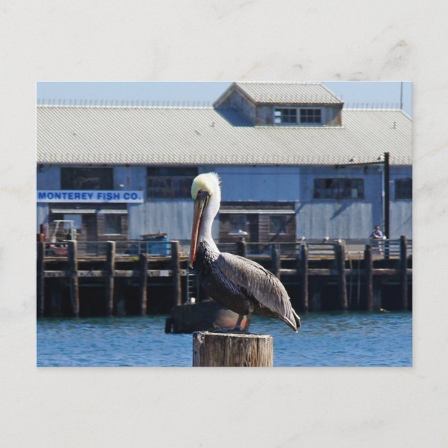 Pelican Monterey, cartão postal da Califórnia (Frente)
