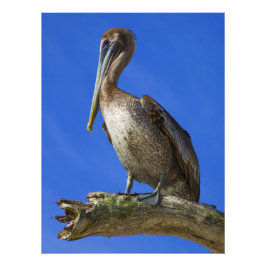 Pelican na impressão de fotos dos membros