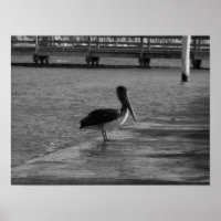 Pelican on Dock - Poster preto e branco
