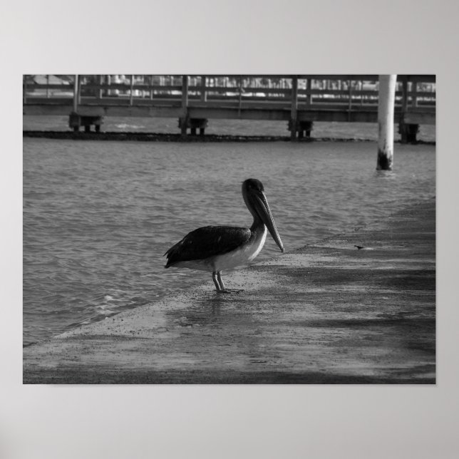 Pelican on Dock - Poster preto e branco (Frente)