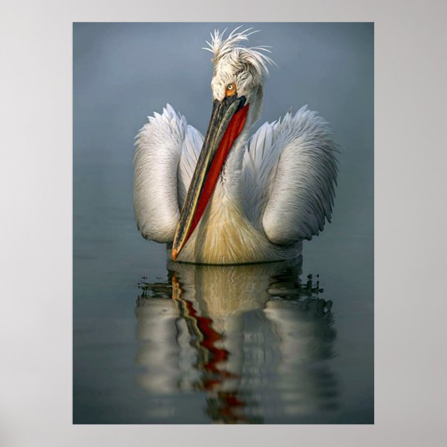 Pelican Poster (Frente)