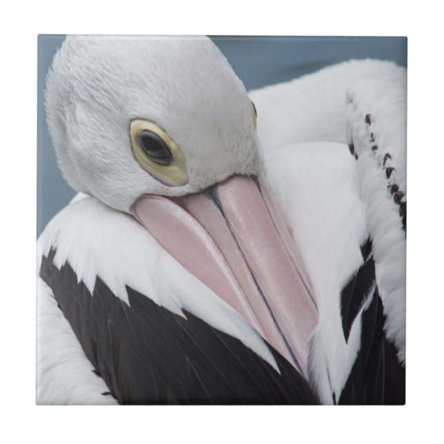 Pelicano australiano close up (Frente)