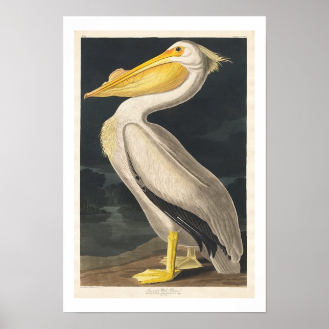 Pelicano branco americano por Poster de Audubon (Frente)