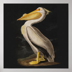 Pelicano Branco de Audubon - Impressão Vintage de