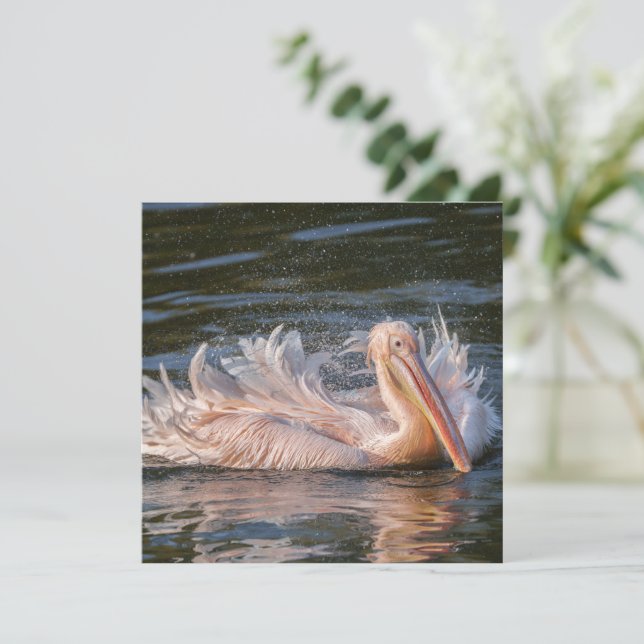 Pelicano em Movimento (Em pé/Frente)