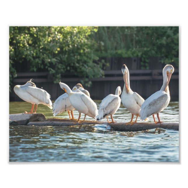 Pelicanos brancos em um Impressão de fotografia em (Frente)