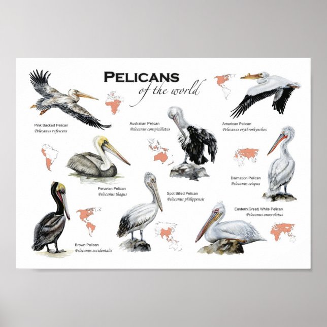 pelicanos do mundo poster (Frente)