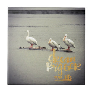 Pelicanos e Seagull Dream Bigger