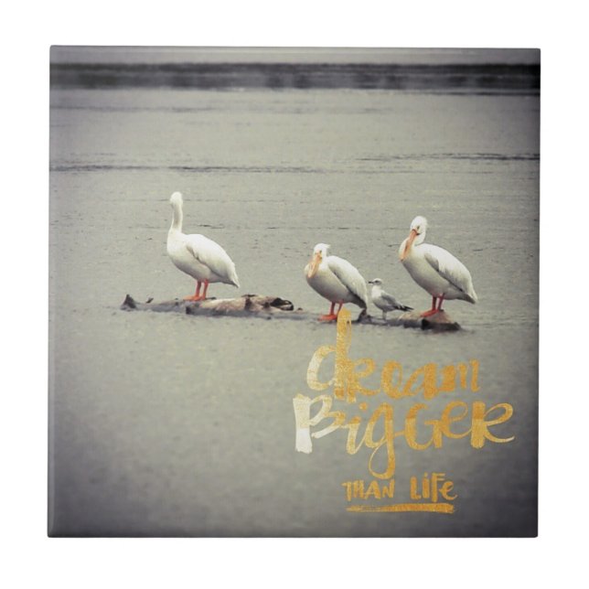 Pelicanos e Seagull Dream Bigger (Frente)