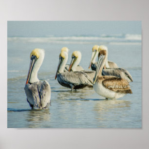 Pelicanos em uma Impressão de Poster da Florida B