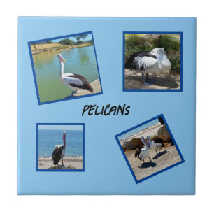 Pelicanos, Os Quatro Quadros Fotográficos Mais Fre