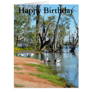Pelicanos Sunbaking River Murray, Grande Cartão d