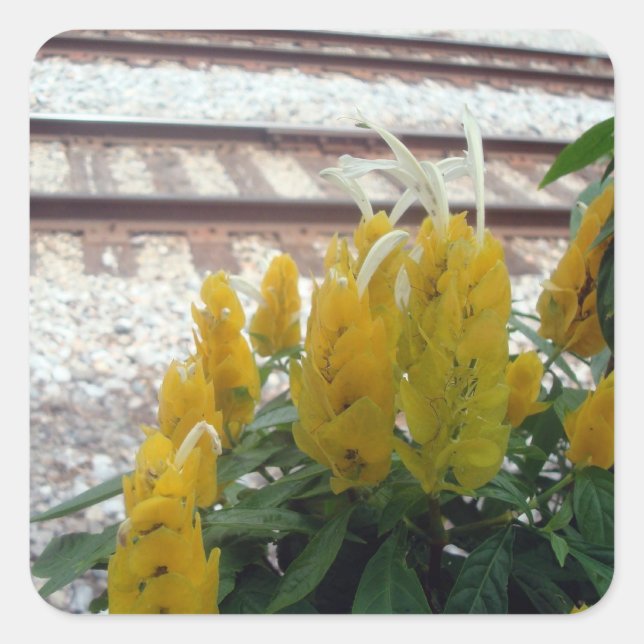 Pelos adesivos Tracks (Frente)