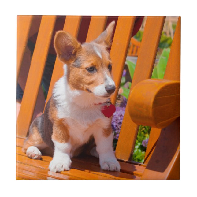 Pembroke Welsh Corgi, cachorrinho sentado no banco (Frente)