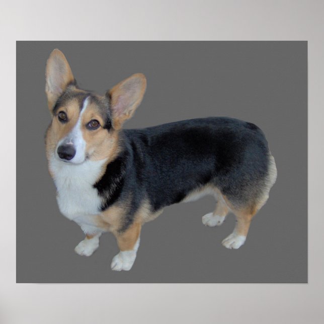 Pembroke Welsh Corgi Soulful Impressão (Frente)