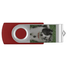 Filhotes de cachorro de Sheltie