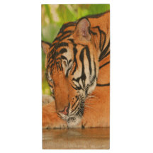 Tigre de dormir