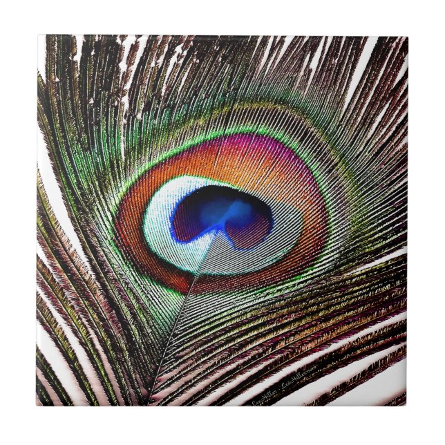 Pena Colorida de Pavão de Cobre (Frente)