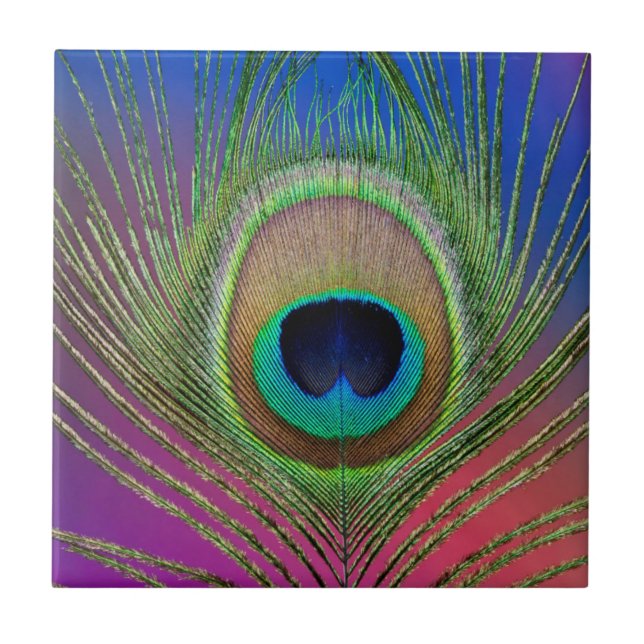 Pena da cauda de um pavão (Frente)